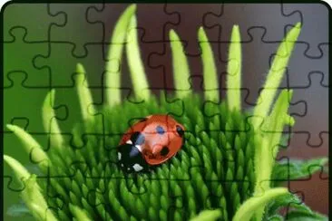 fleurs et coccinelle jigsaw puzzle