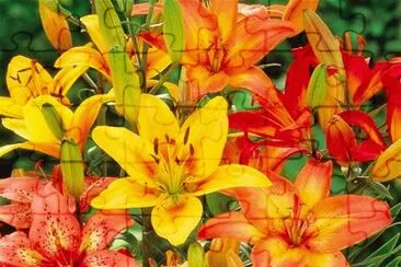 fleurs: lys