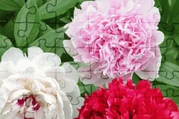 fleurs: pivoines
