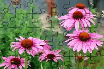 fleurs