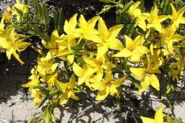 Skytanthus Acutus - NO Argentino