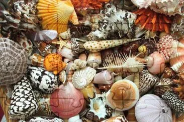 Seashells