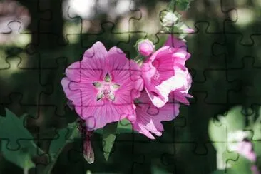 althea