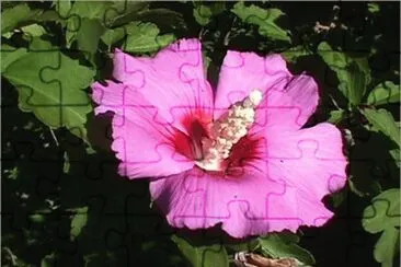 althea