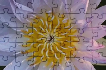 flower close up jigsaw puzzle