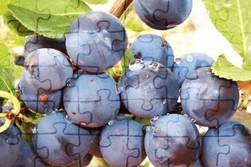 פאזל של Endrino - Prunus spinosa