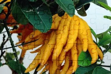 Mano de BudaÂ (Citrus medicaÂ var.Â sarcodactylis)