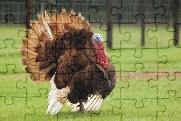 GUAJOLOTE jigsaw puzzle