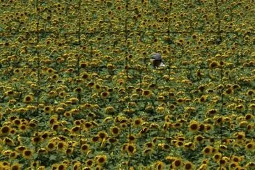 campo de girasol