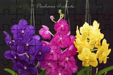 orquidea