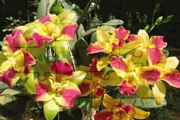 orquidea