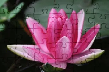 ninfea jigsaw puzzle