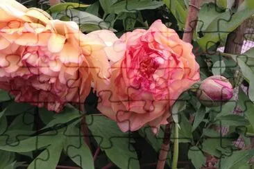 peonie