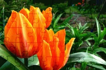 tulipani jigsaw puzzle