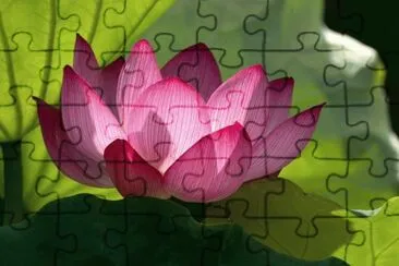 loto jigsaw puzzle