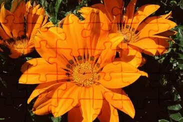 gazania jigsaw puzzle