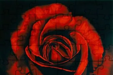 The Rose by Robert Longo