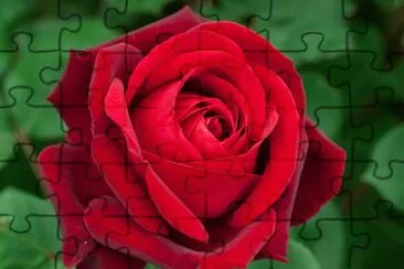 rose jigsaw puzzle