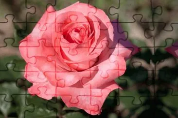 rose
