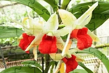 orquidea