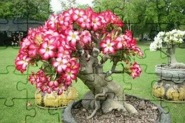 bonsai jigsaw puzzle