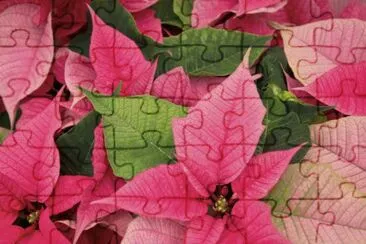 poinsettia