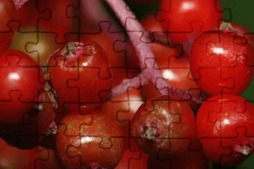 SaÃºco rojo - Sambucus racemosa jigsaw puzzle