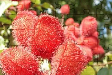 Urucum Bixa Orellana - AmÃ©rica jigsaw puzzle