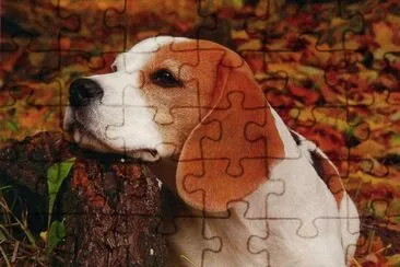 gosset jigsaw puzzle