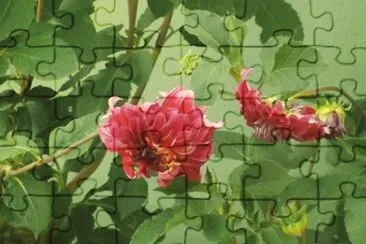 Quintal de Casa jigsaw puzzle