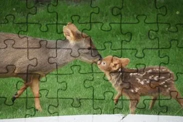 PudÃº