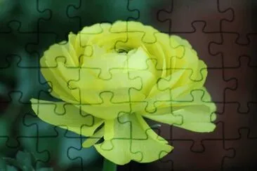renoncule jigsaw puzzle