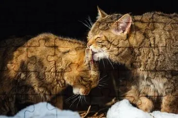 gatets jigsaw puzzle