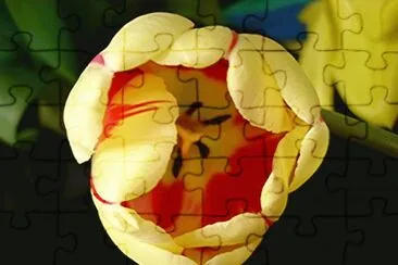tulipe jigsaw puzzle