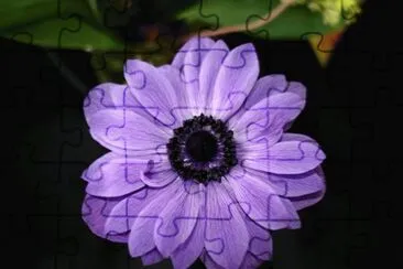 anemone jigsaw puzzle