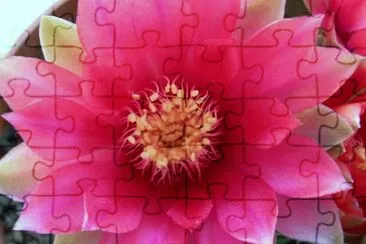 Flor de cactus jigsaw puzzle