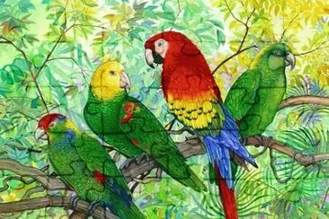araras jigsaw puzzle