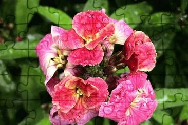 giroflÃ©e jigsaw puzzle