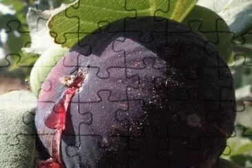 פאזל של Higo negro _ Ficus carica