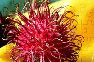 פאזל של Rambutan - Nephelium lappaceum