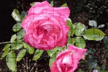 Roses jigsaw puzzle