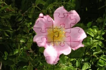 eglantine