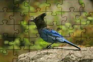 Pajaro jigsaw puzzle