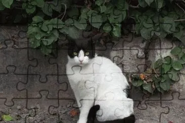 Gato EtÃ­ope