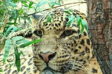 - bonito,(9) jigsaw puzzle