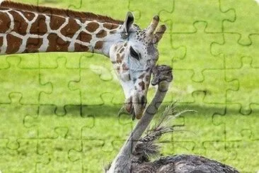 - lindo,(16) jigsaw puzzle