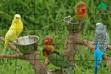 Bird jigsaw puzzle