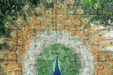 Pavo Real