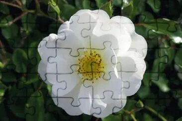 Flor