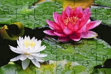 Flor jigsaw puzzle